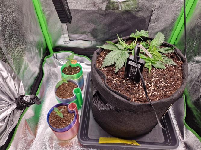 Green Gelato/Gelato Cookies/Isla Mirage. Week 1