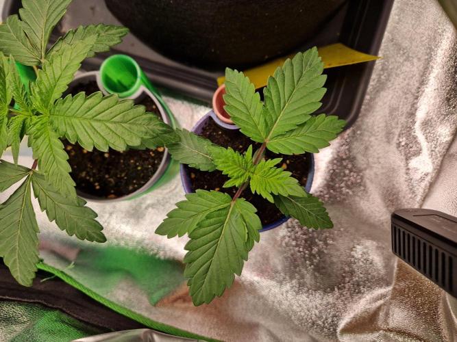 Green Gelato/Gelato Cookies/Isla Mirage. Week 2 - Isla Mirage
