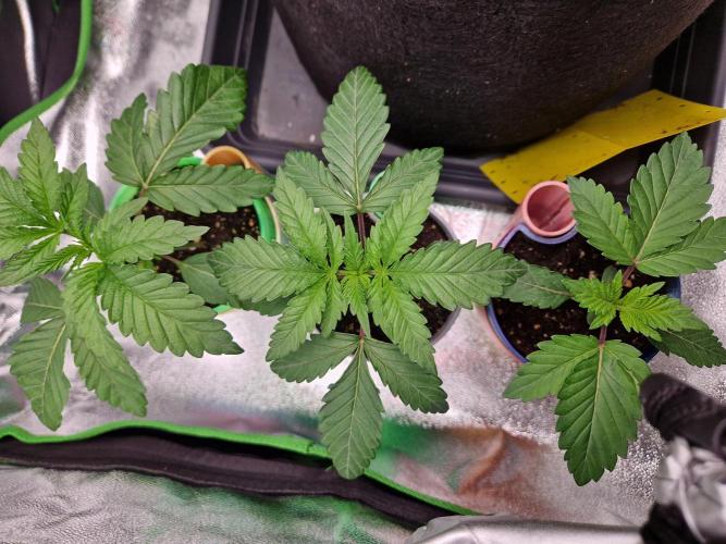 Green Gelato/Gelato Cookies/Isla Mirage. Week 2 - Green Gelato