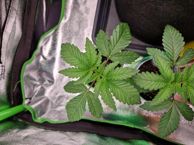 Green Gelato/Gelato Cookies/Isla Mirage. Week 2 - Gelato Cookies
