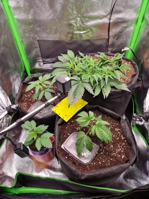Green Gelato/Gelato Cookies/Isla Mirage. Week 2