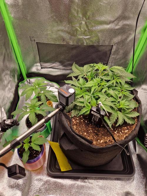 Green Gelato/Gelato Cookies/Isla Mirage. Week 2