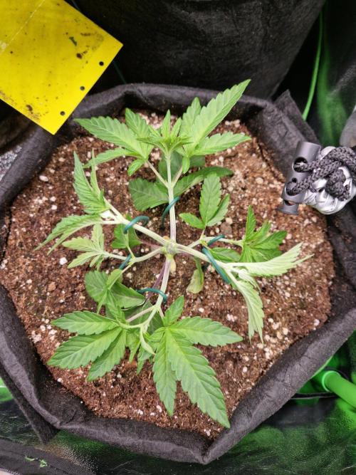 Green Gelato/Gelato Cookies/Isla Mirage. Week 3 - Gelato Cookies