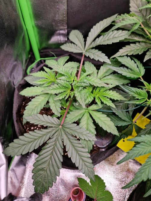 Green Gelato/Gelato Cookies/Isla Mirage. Week 3 - Green Gelato