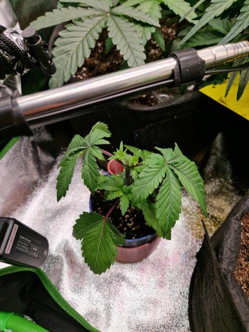 Green Gelato/Gelato Cookies/Isla Mirage. Week 3 - Isla Mirage