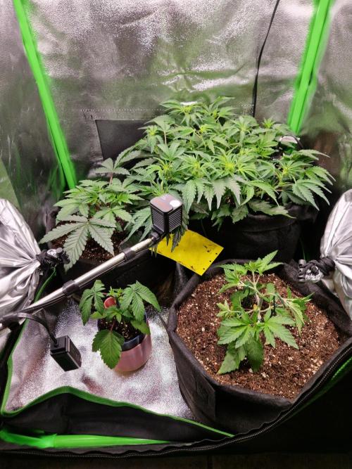Green Gelato/Gelato Cookies/Isla Mirage. Week 3