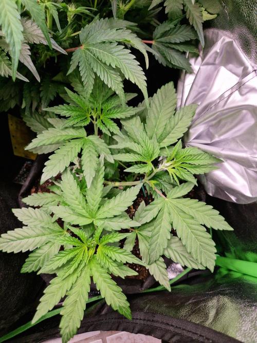 Green Gelato/Gelato Cookies/Isla Mirage. Week 4 - Gelato Cookies
