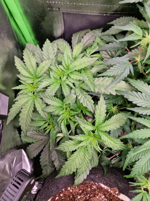Green Gelato/Gelato Cookies/Isla Mirage. Week 4 - Green Gelato