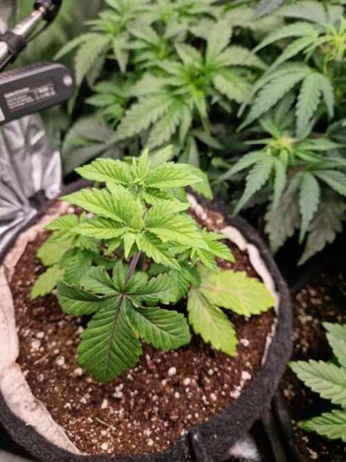 Green Gelato/Gelato Cookies/Isla Mirage. Week 4 - Isla Mirage