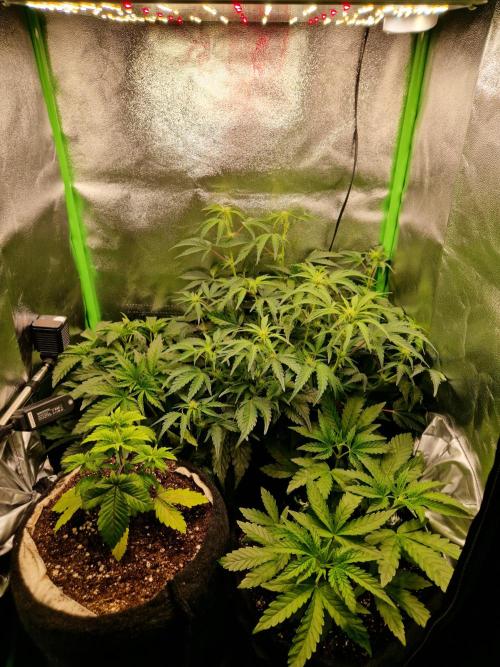 Green Gelato/Gelato Cookies/Isla Mirage. Week 4 - 60x60 