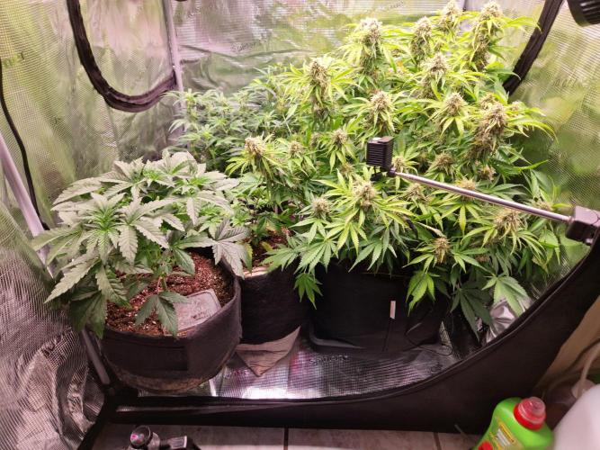 Green Gelato/Gelato Cookies/Isla Mirage. Week 4 - 90x90 