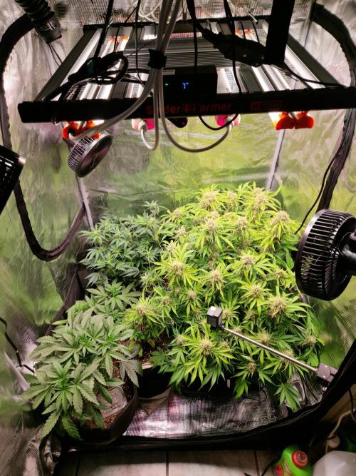 Green Gelato/Gelato Cookies/Isla Mirage. Week 4 - 90x90