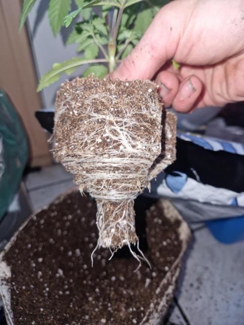 Green Gelato/Gelato Cookies/Isla Mirage. Week 4 - Isla Mirage