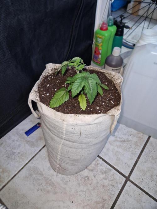 Green Gelato/Gelato Cookies/Isla Mirage. Week 4 - Isla Mirage ready to go.