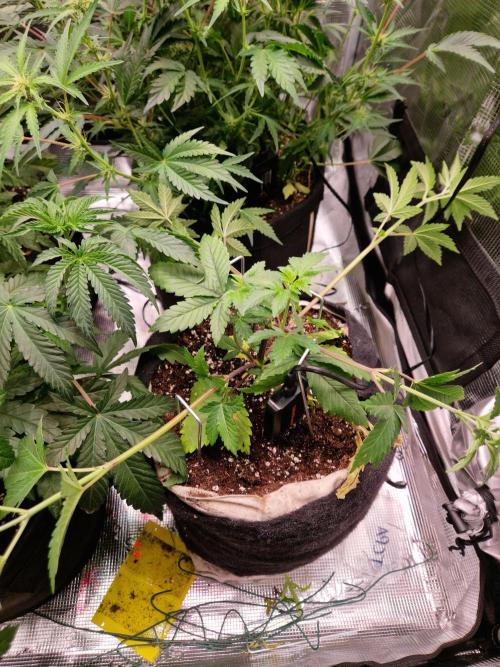 Green Gelato/Gelato Cookies/Isla Mirage. Week 5 - Isla Mirage 