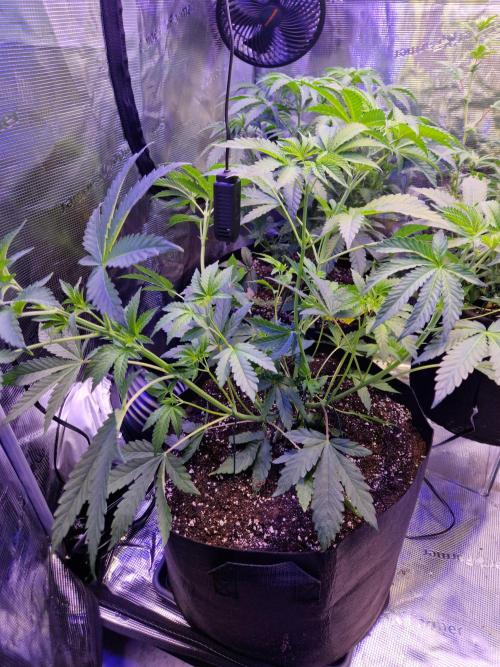 Green Gelato/Gelato Cookies/Isla Mirage. Week 5 - Gelato Cookies