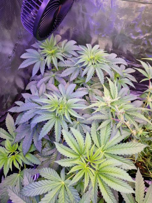 Green Gelato/Gelato Cookies/Isla Mirage. Week 5 - Green Gelato