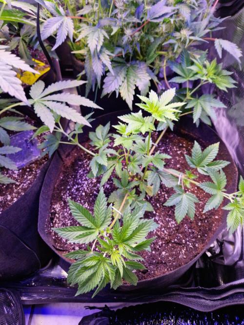 Green Gelato/Gelato Cookies/Isla Mirage. Week 5 - Isla Mirage 