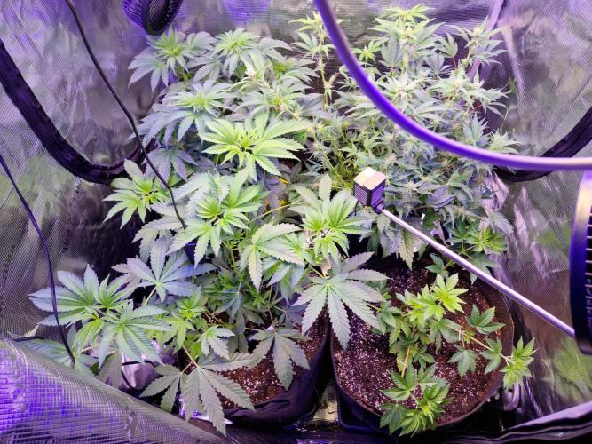 Green Gelato/Gelato Cookies/Isla Mirage. Week 5