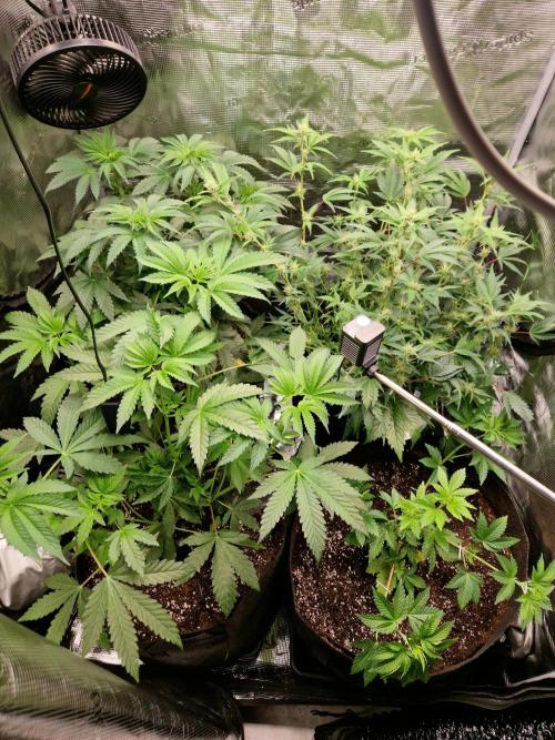 Green Gelato/Gelato Cookies/Isla Mirage. Week 5