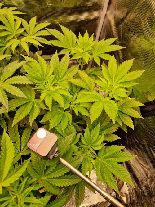 Green Gelato/Gelato Cookies/Isla Mirage. Week 6 - Isla Mirage