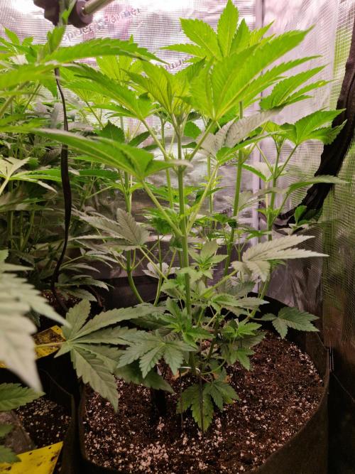 Green Gelato/Gelato Cookies/Isla Mirage. Week 6 - Isla Mirage