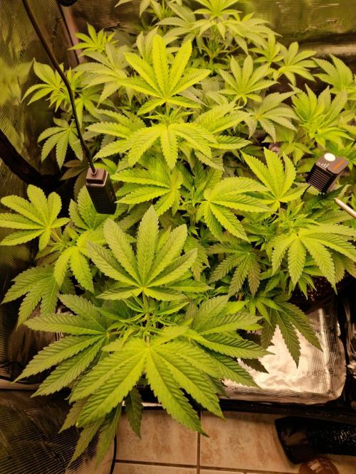 Green Gelato/Gelato Cookies/Isla Mirage. Week 6 - Gelato Cookies