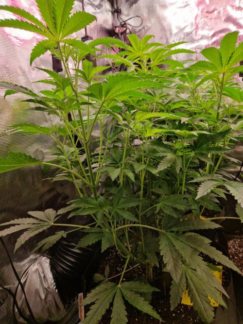 Green Gelato/Gelato Cookies/Isla Mirage. Week 6 - Gelato Cookies