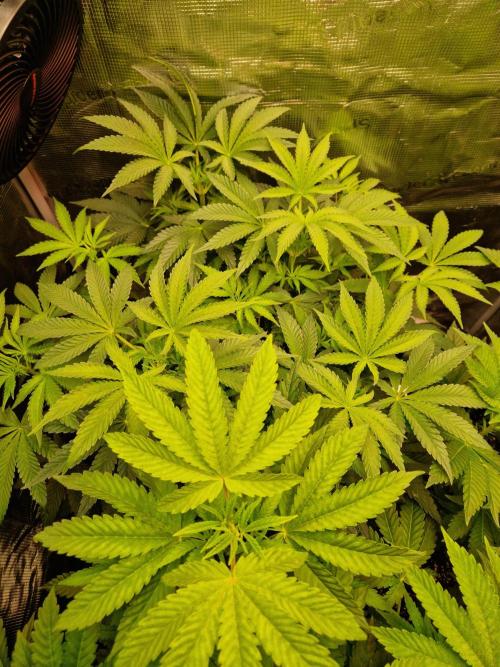 Green Gelato/Gelato Cookies/Isla Mirage. Week 6 - Green Gelato