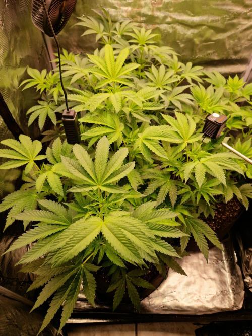 Green Gelato/Gelato Cookies/Isla Mirage. Week 6