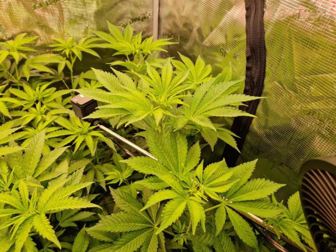 Green Gelato/Gelato Cookies/Isla Mirage. Week 7 - Isla Mirage