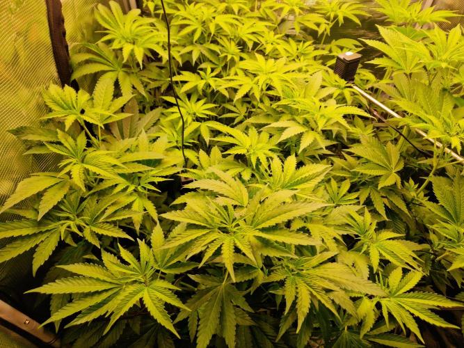 Green Gelato/Gelato Cookies/Isla Mirage. Week 7 - Gelato Cookies
