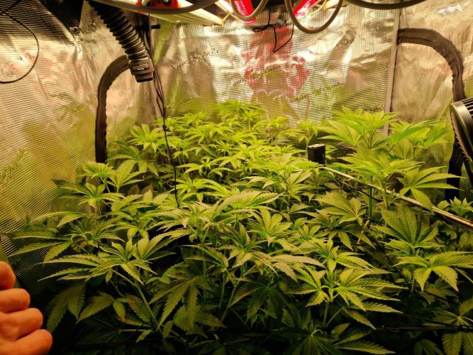 Green Gelato/Gelato Cookies/Isla Mirage. Week 7