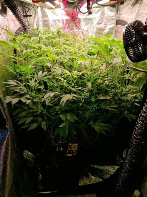 Green Gelato/Gelato Cookies/Isla Mirage. Week 8