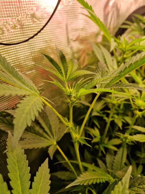 Green Gelato/Gelato Cookies/Isla Mirage. Week 8 - Gelato Cookies