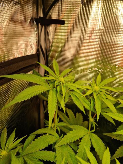 Green Gelato/Gelato Cookies/Isla Mirage. Week 8 - Green Gelato