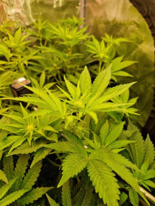 Green Gelato/Gelato Cookies/Isla Mirage. Week 8 - Isla Mirage