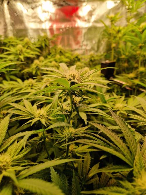 Green Gelato/Gelato Cookies/Isla Mirage. Week 9 - Gelato Cookies