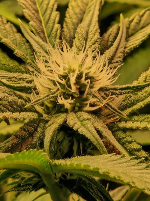 Green Gelato/Gelato Cookies/Isla Mirage. Week 9 - Gelato Cookies