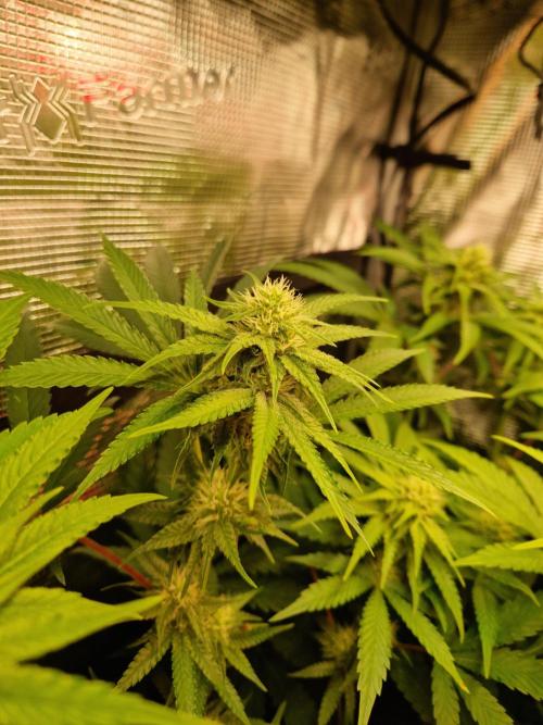 Green Gelato/Gelato Cookies/Isla Mirage. Week 9 - Green Gelato