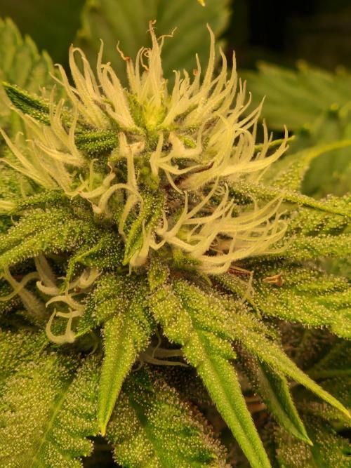 Green Gelato/Gelato Cookies/Isla Mirage. Week 9 - Green Gelato