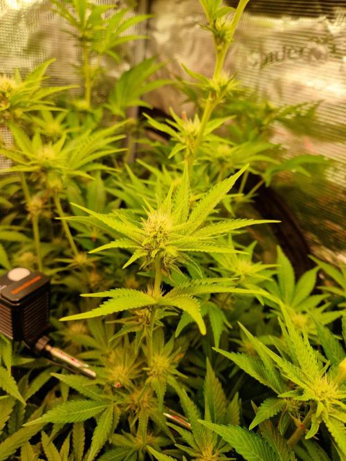 Green Gelato/Gelato Cookies/Isla Mirage. Week 9 - Isla Mirage
