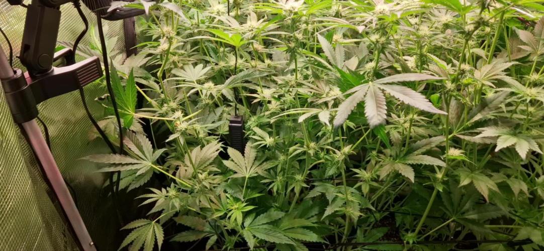 Green Gelato/Gelato Cookies/Isla Mirage
