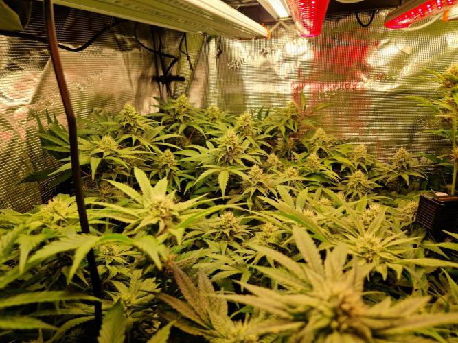 Green Gelato/Gelato Cookies/Isla Mirage. Week 10 - Green Gelato