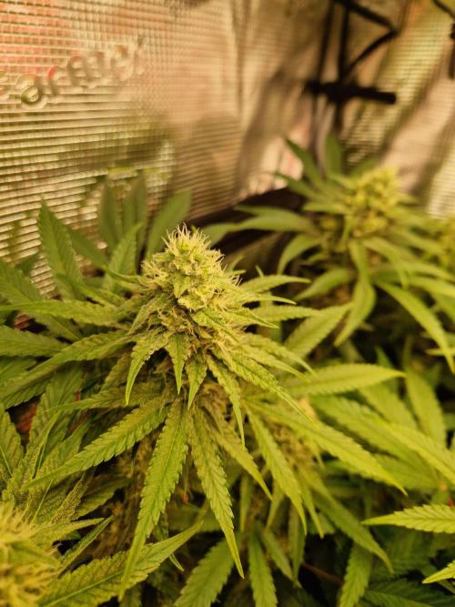Green Gelato/Gelato Cookies/Isla Mirage. Week 10 - Green Gelato