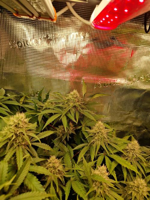 Green Gelato/Gelato Cookies/Isla Mirage. Week 10 - Green Gelato