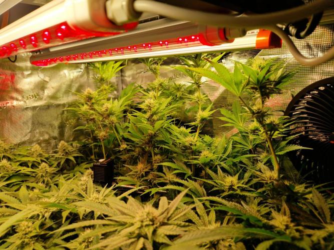 Green Gelato/Gelato Cookies/Isla Mirage. Week 10 - Isla Mirage