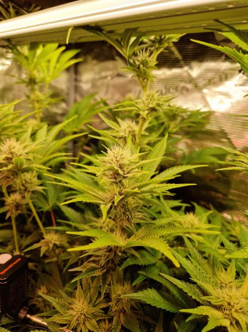 Green Gelato/Gelato Cookies/Isla Mirage. Week 10 - Isla Mirage