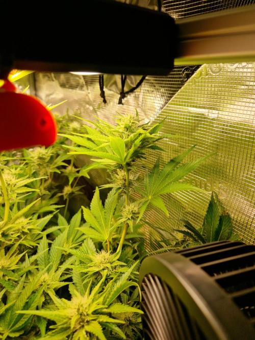 Green Gelato/Gelato Cookies/Isla Mirage. Week 10 - Isla Mirage