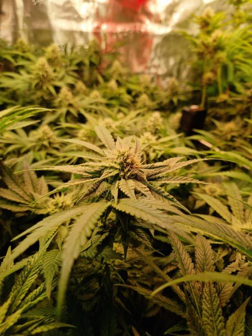 Green Gelato/Gelato Cookies/Isla Mirage. Week 10 - Gelato Cookies